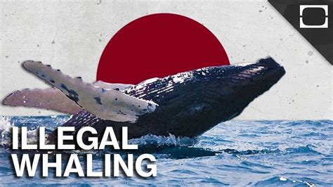 who banned hunting whales